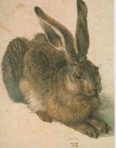 Hase / Dürer, 12 x 17 cm