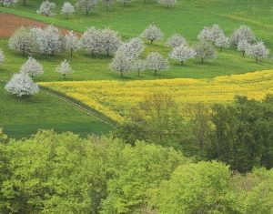 Blühende Bäume / Foto, 17,5 x 12cm