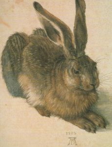 Junger Hase / Dürer, 12 x 17cm