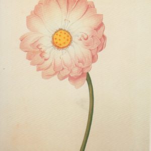 Indische Lotusblume, Illustrationen zu Goethes Metamorphose der Pflanze/Eduard Stark, 12x17cm