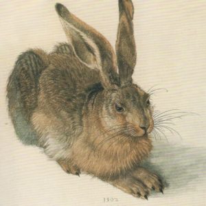 Der Hase / Albrecht Dürer