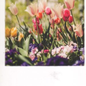 Blumenwiese (Tulpen)